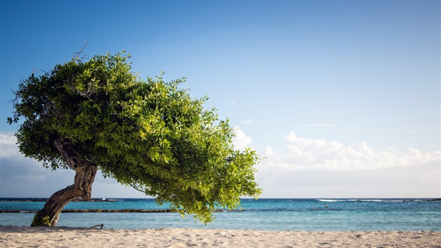 Море деревьев