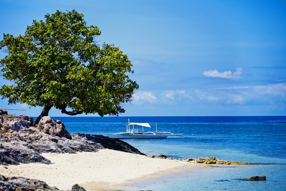 Море деревьев