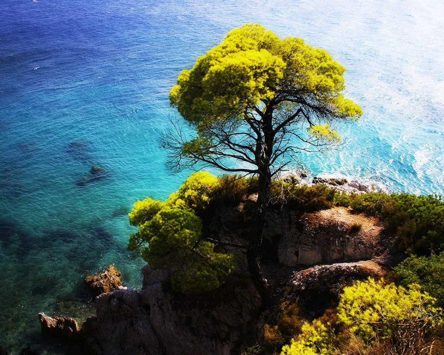 Кипарисы, Магнолия черное море