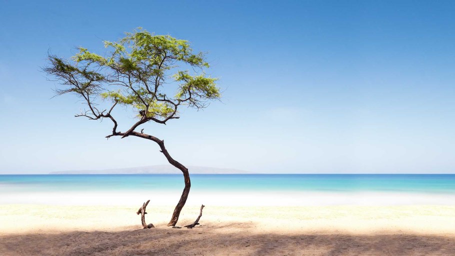 Дерево на берегу моря