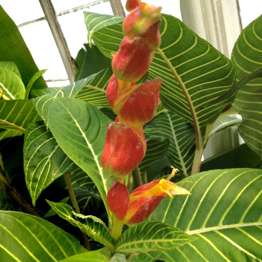 Санхеция Спесиоза