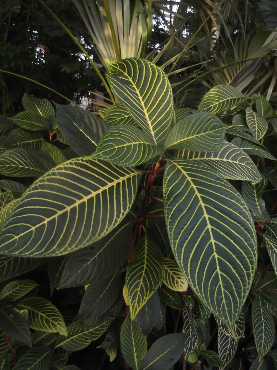 Санхеция благородная