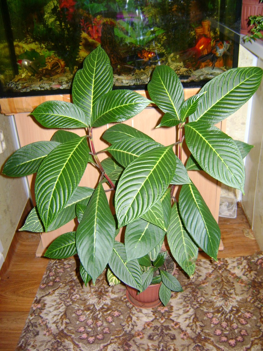 Санхеция благородная