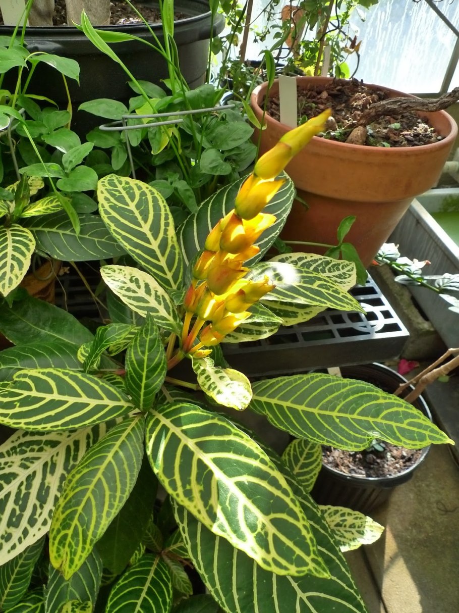 Санхеция цветок