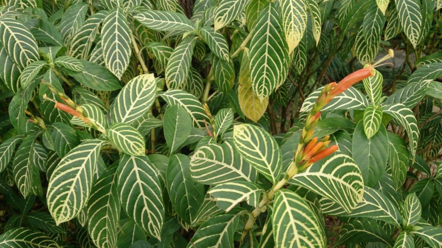 Афеландра скуарроса Грин