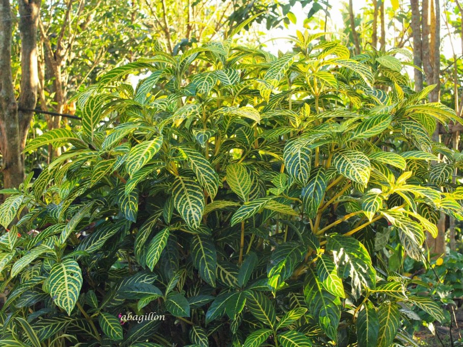 Санхеция черная