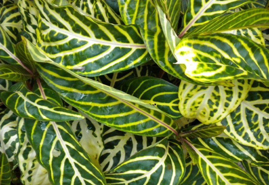 Санхеция уход в домашних условиях