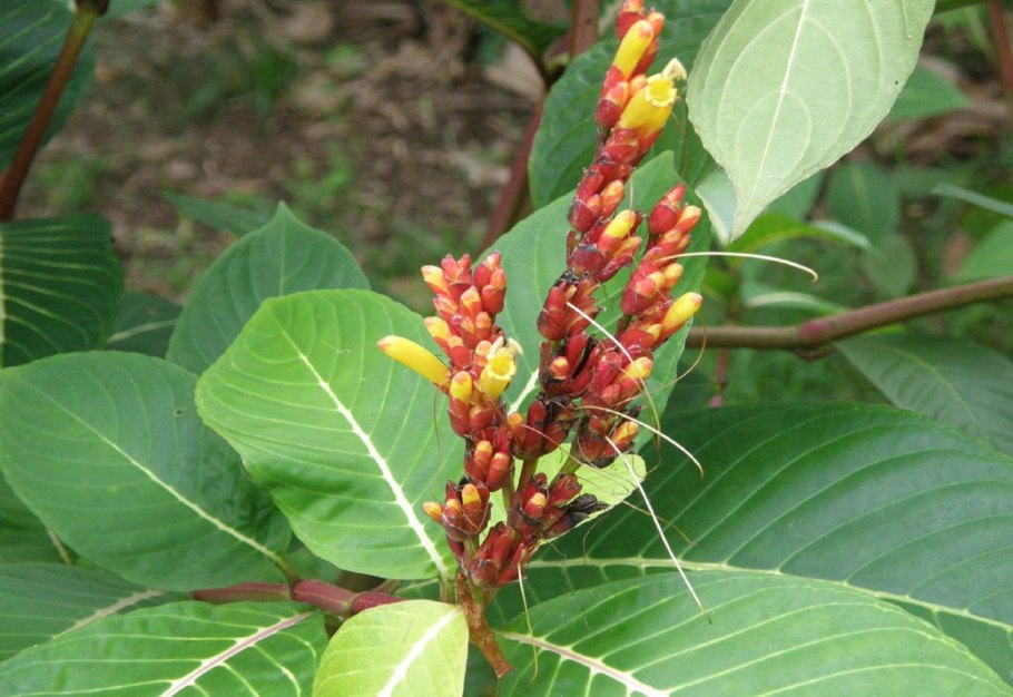 Санхеция цветение