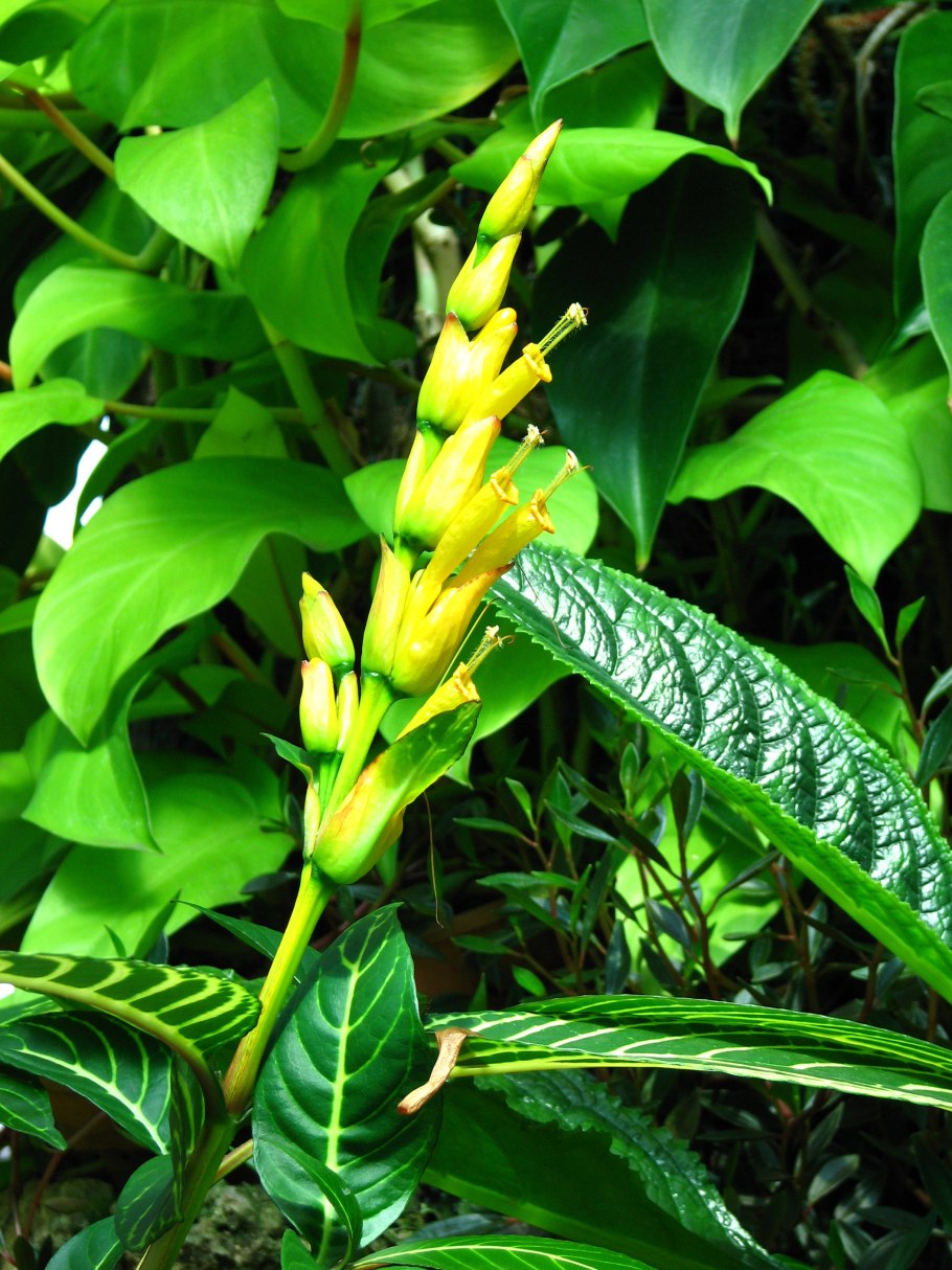 Санхеция благородная