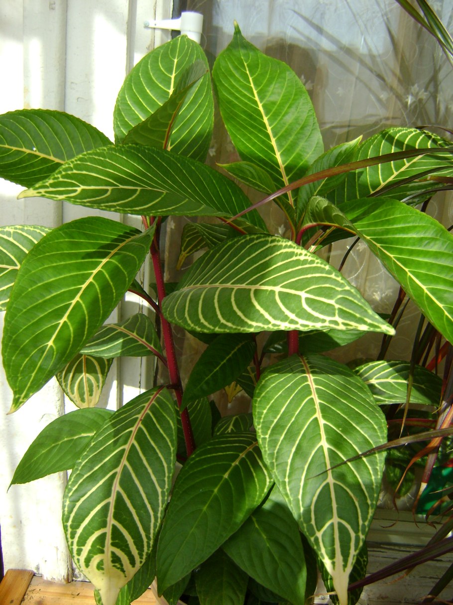 Кротон санхеция