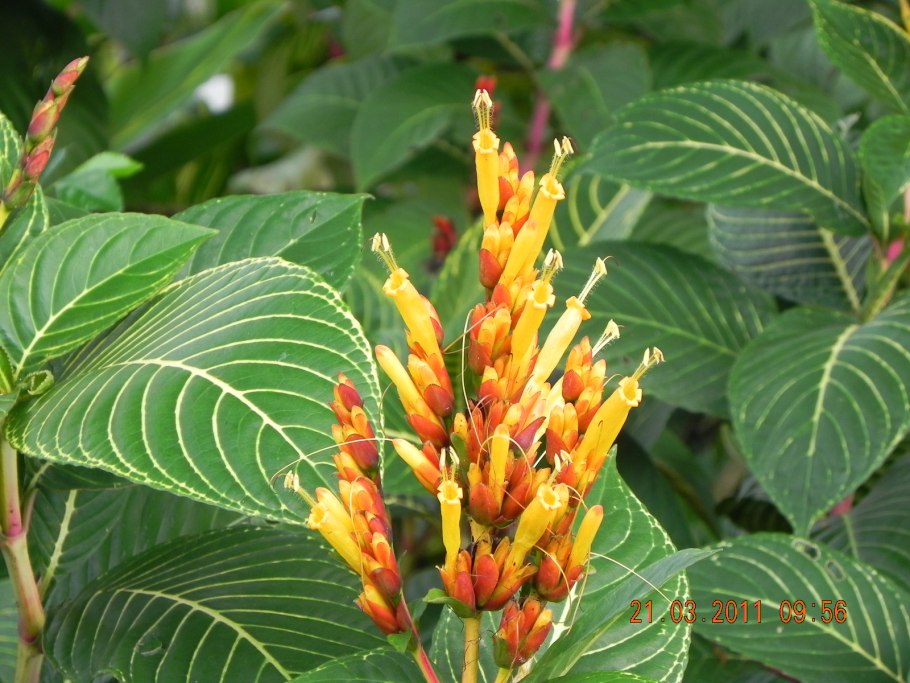 Санхѐзия благородная