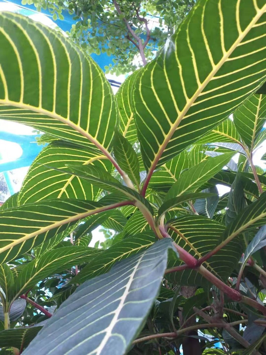 Кротон санхеция