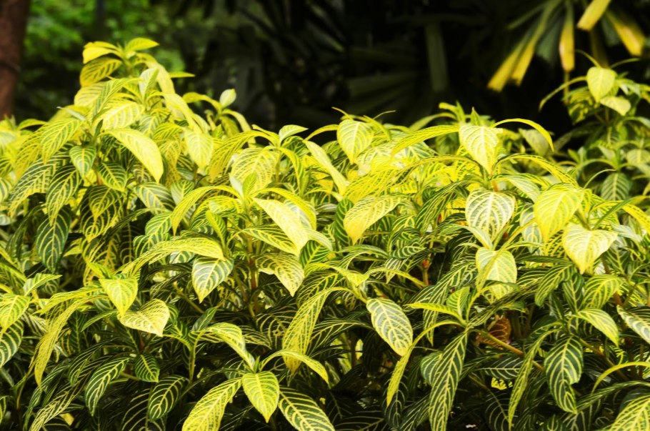 Санхеция благородная