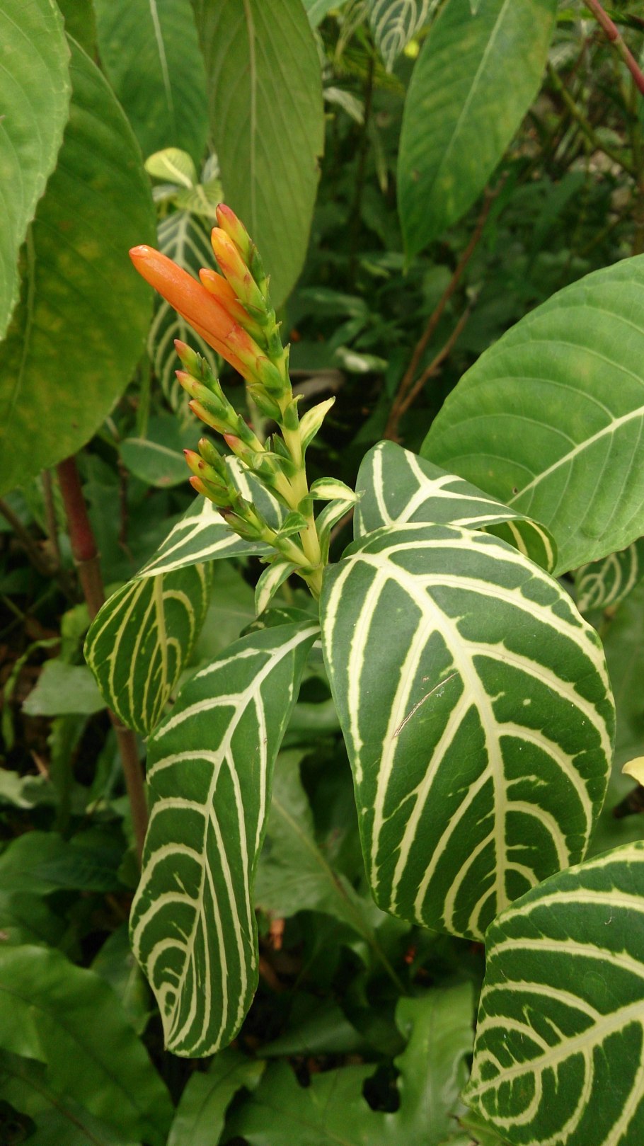 Санчезия - Sanchezia d14 h40