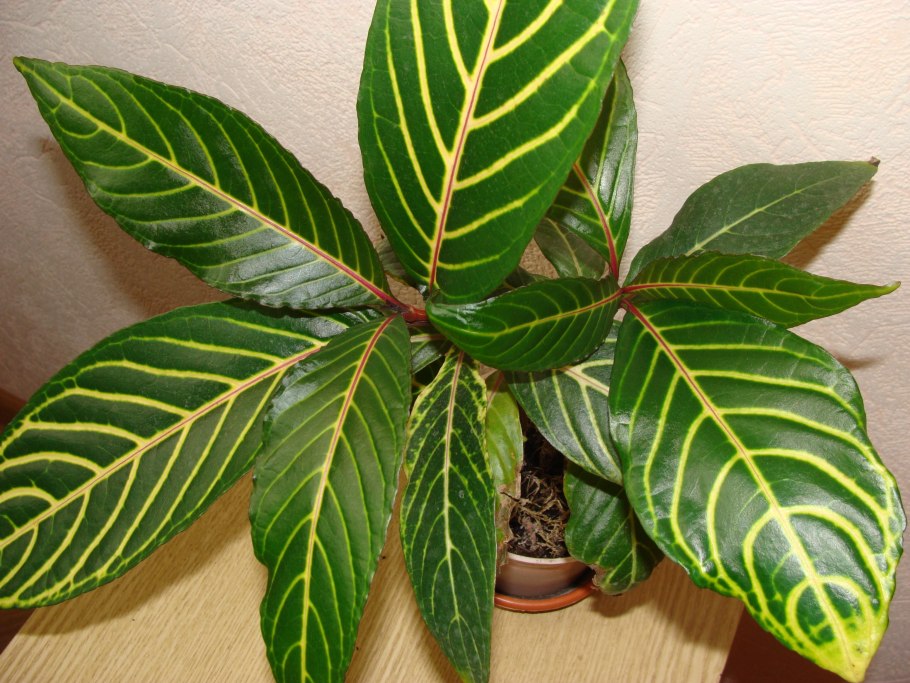 Санхеция благородная