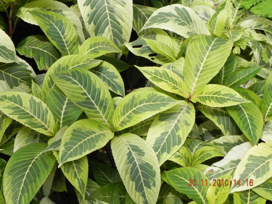 Афеландра Дания