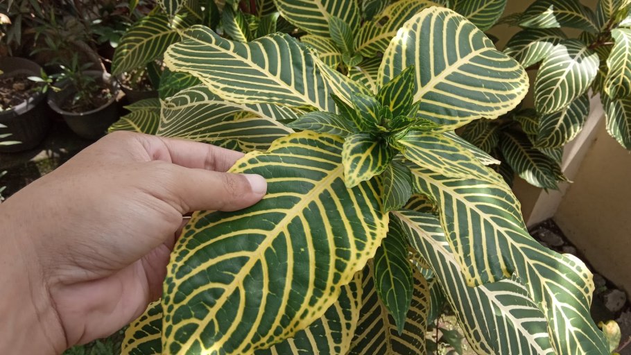 Санхеция благородная