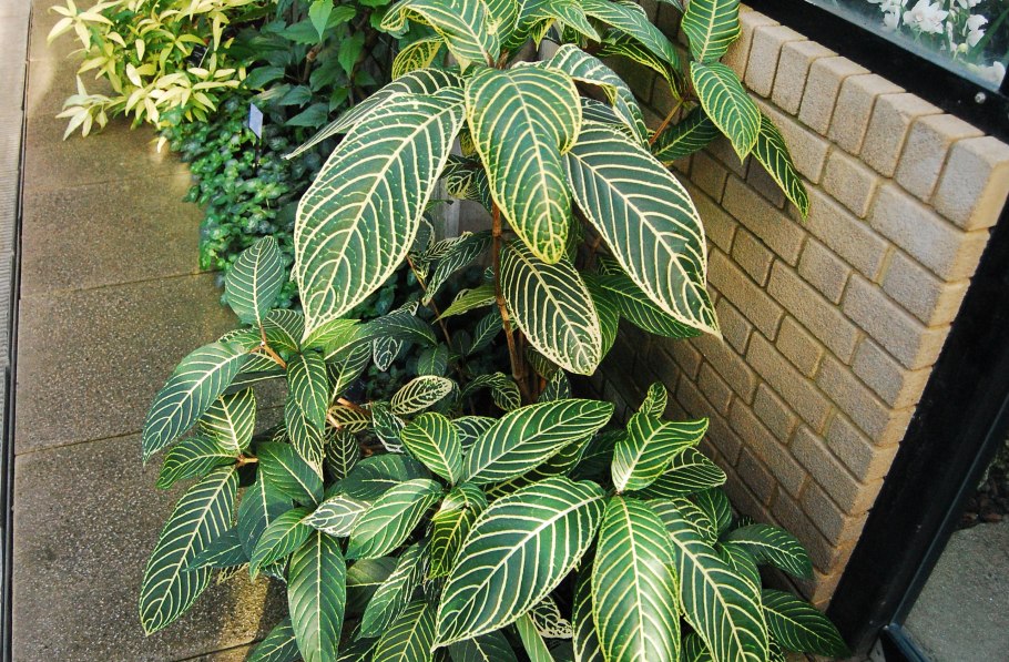 Санхеция благородная