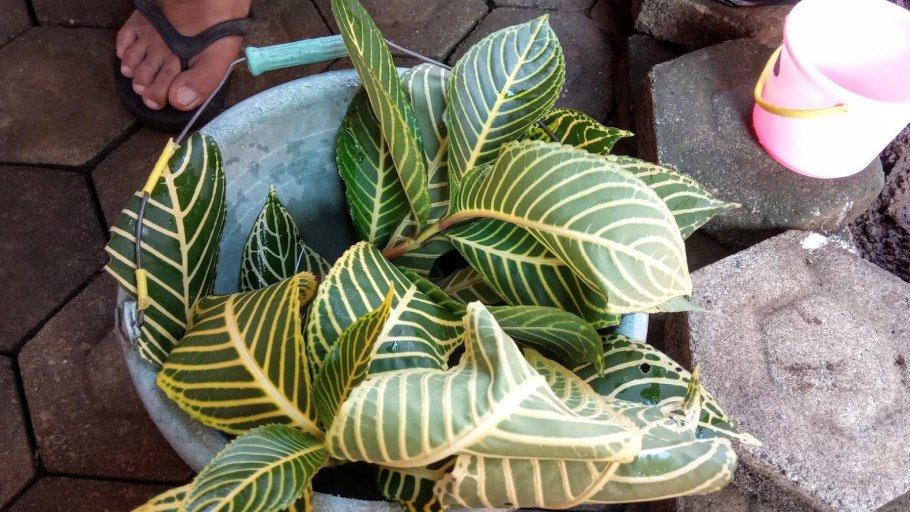 Санхеция фото