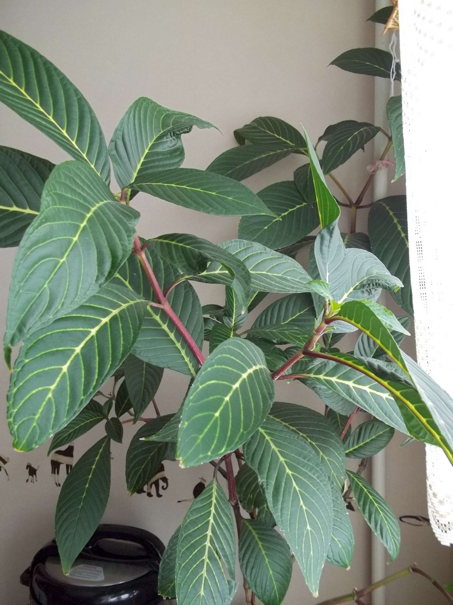 Санхеция благородная