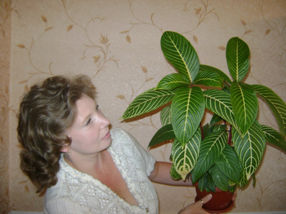 Санхѐзия благородная – Sanchezia Nobilis