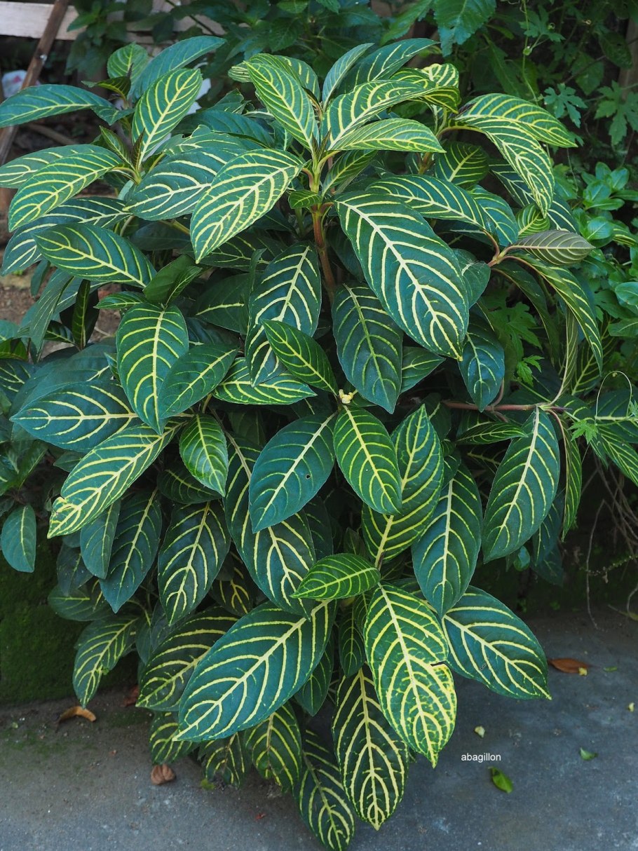 Санхеция Спесиоза