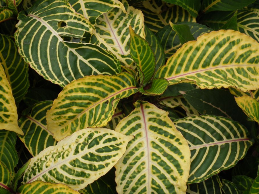 Санхеция укоренение