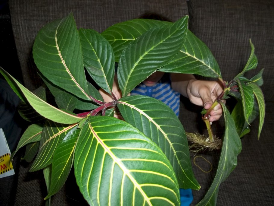 Санхеция Спесиоза