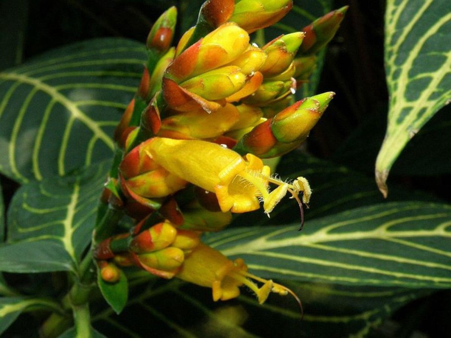 Санхеция благородная