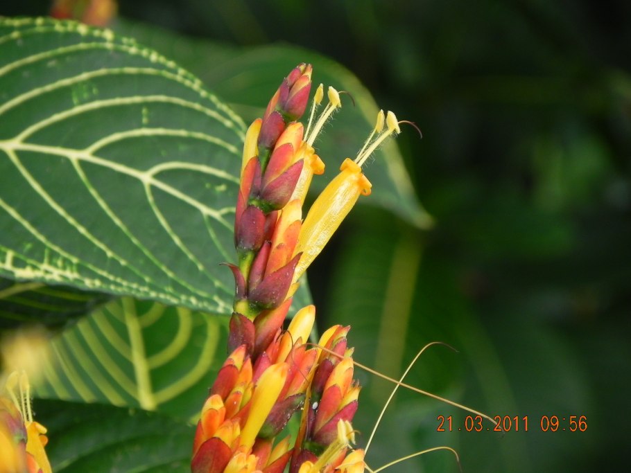 Афеландра Луиза