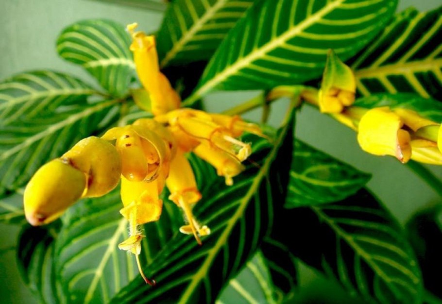 Санхеция благородная