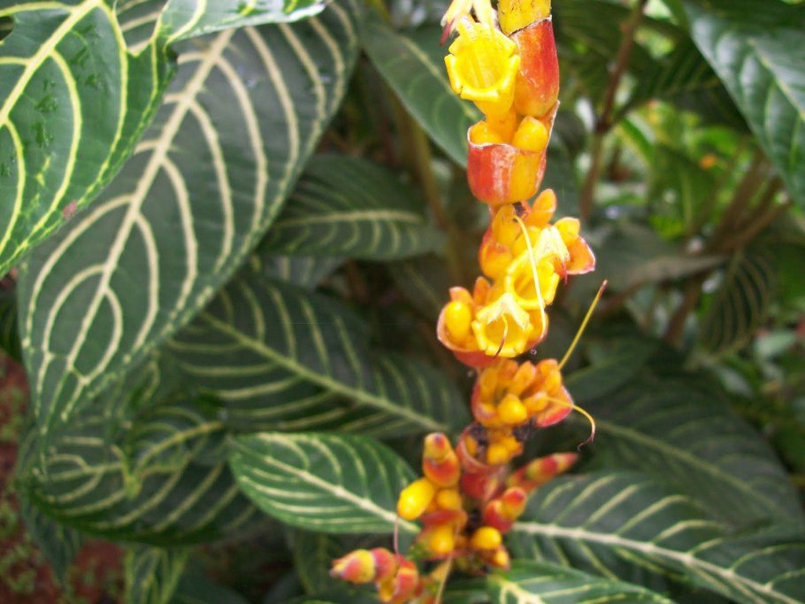 Санхеция цветение