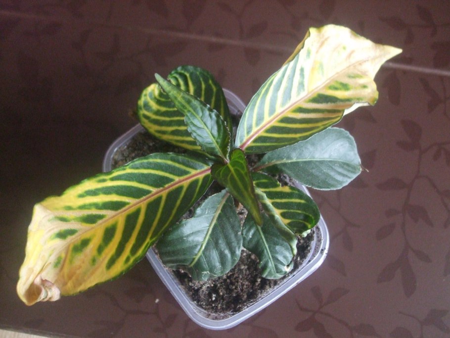 Санхеция цветок комнатный