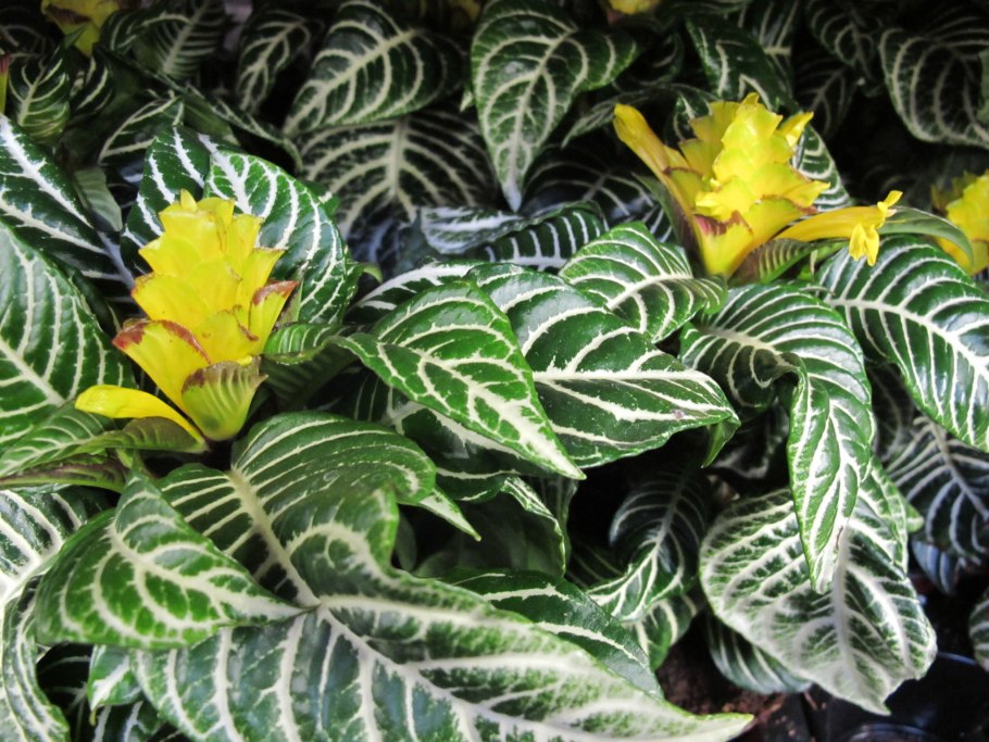 Санхеция цветок комнатный приметы