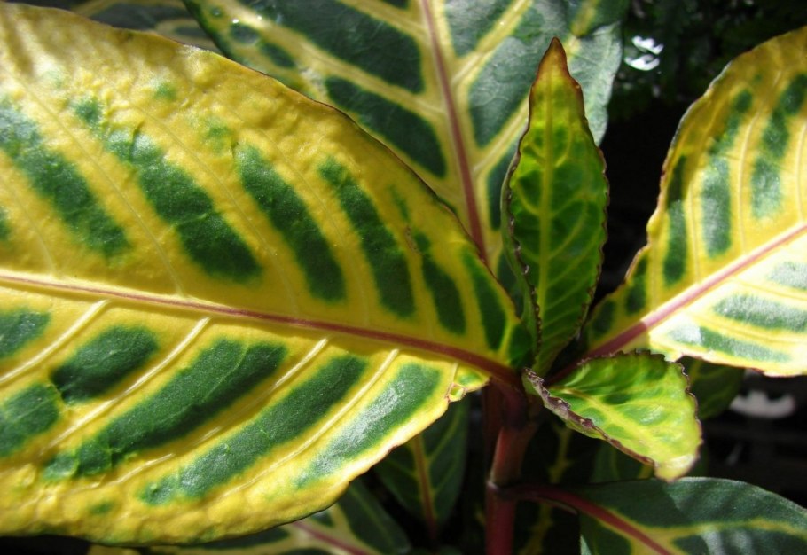 Афеландра Дания