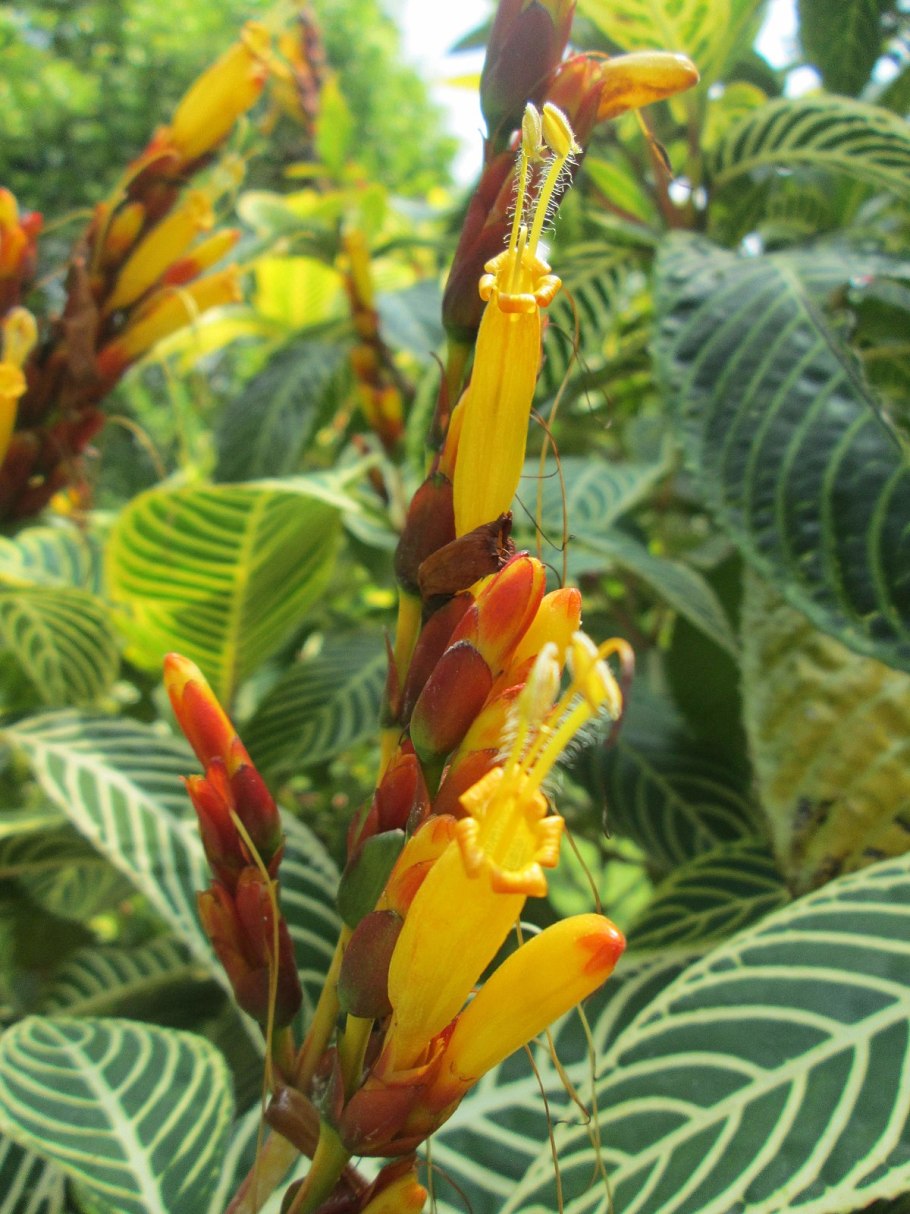 Санхеция цветок комнатный