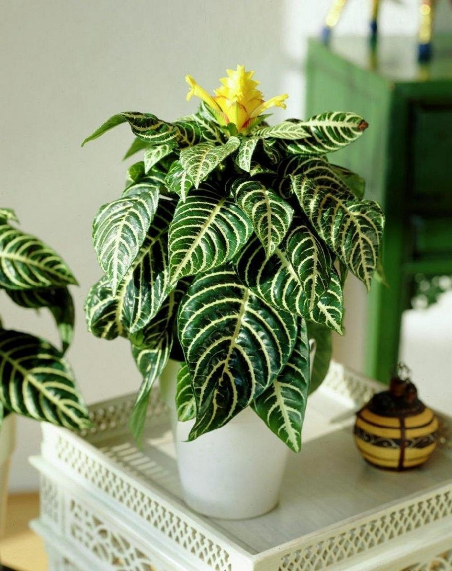 Афеландра скуарроса