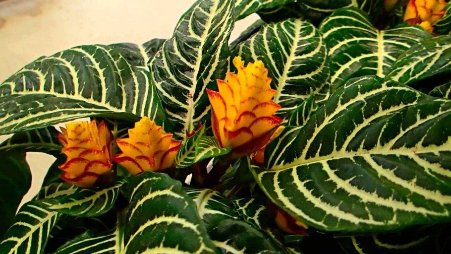 Санхеция специоза вариегатная