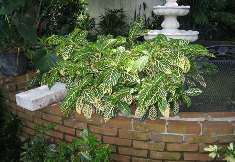 Афеландра Рецля