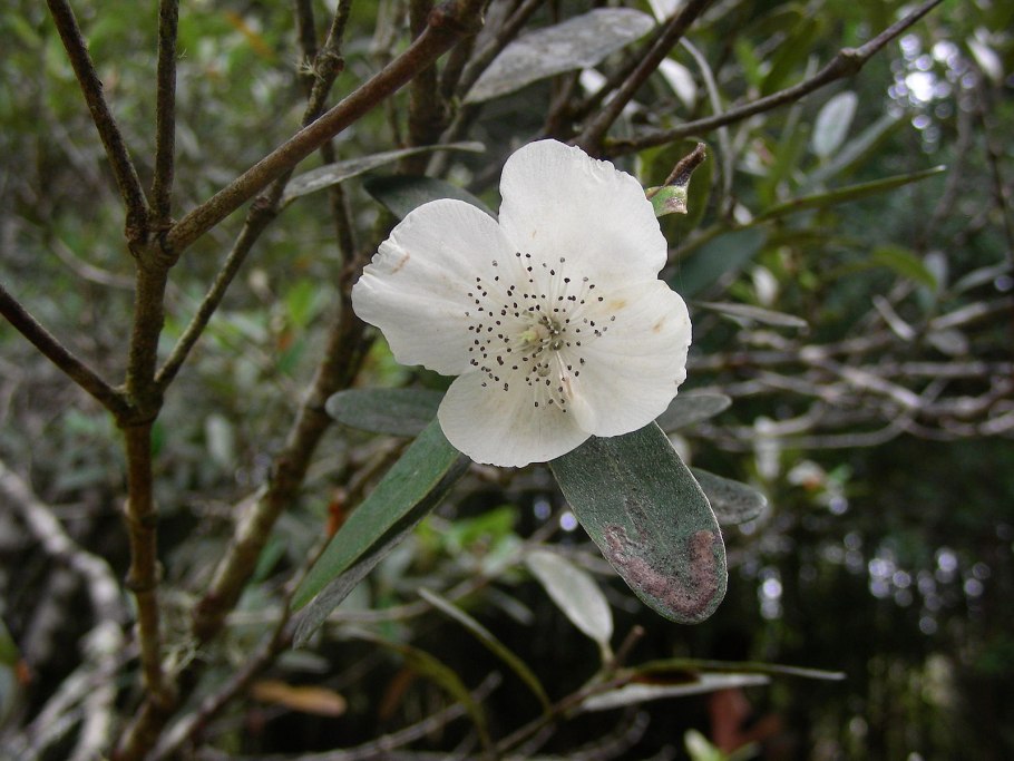 Eucryphia nymansensis