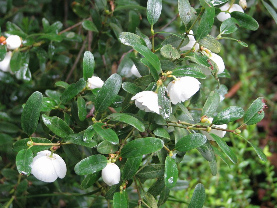 Eucryphia cordifolia
