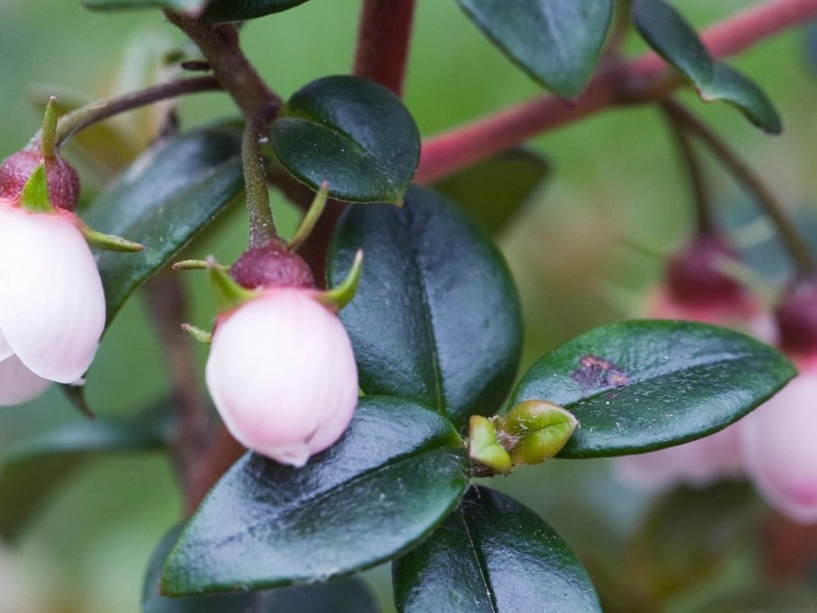 Эукрифия блестящая