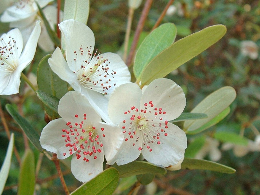 Eucryphia cordifolia