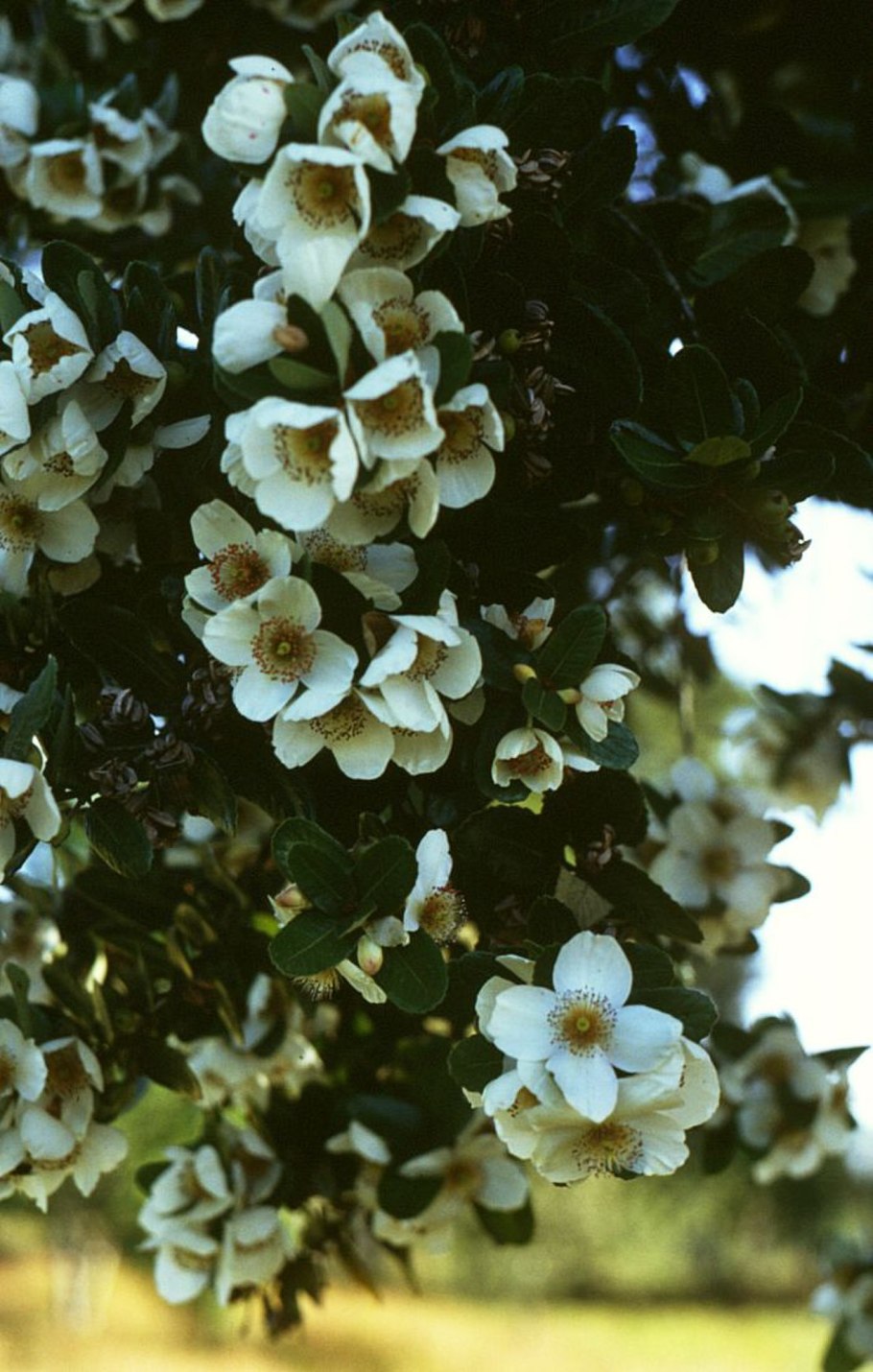 Eucryphia nymansesis