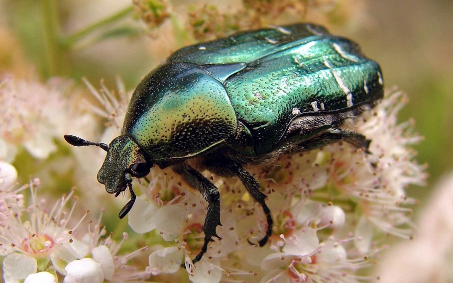 Клоп постельный кровососущий паразит