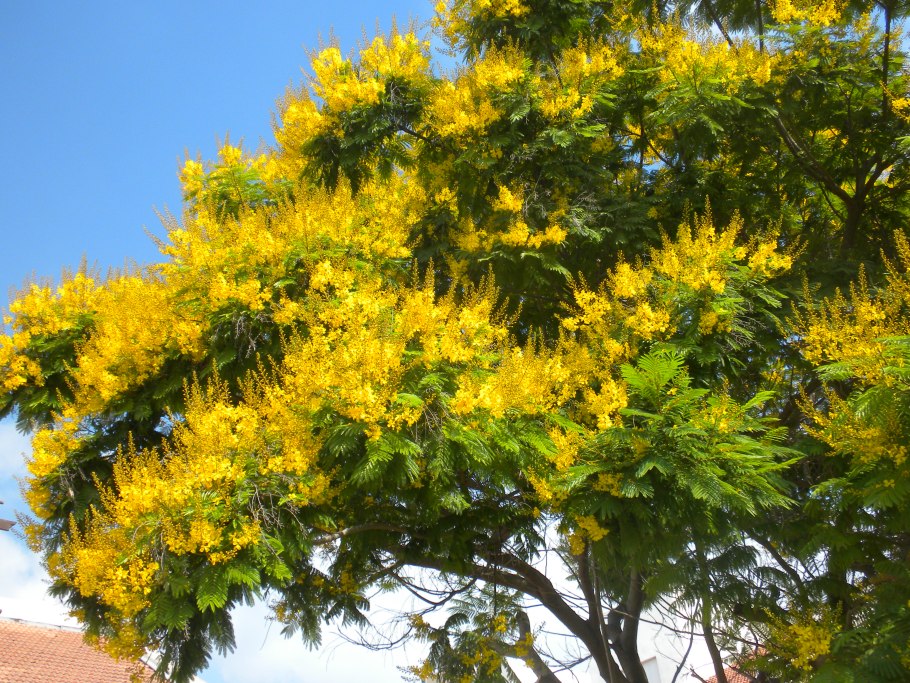 Цезальпиния Ежовая Бразилия