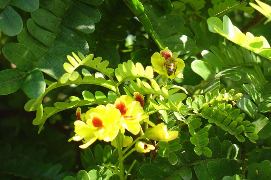 Цезальпиния саппан 1200 x 800