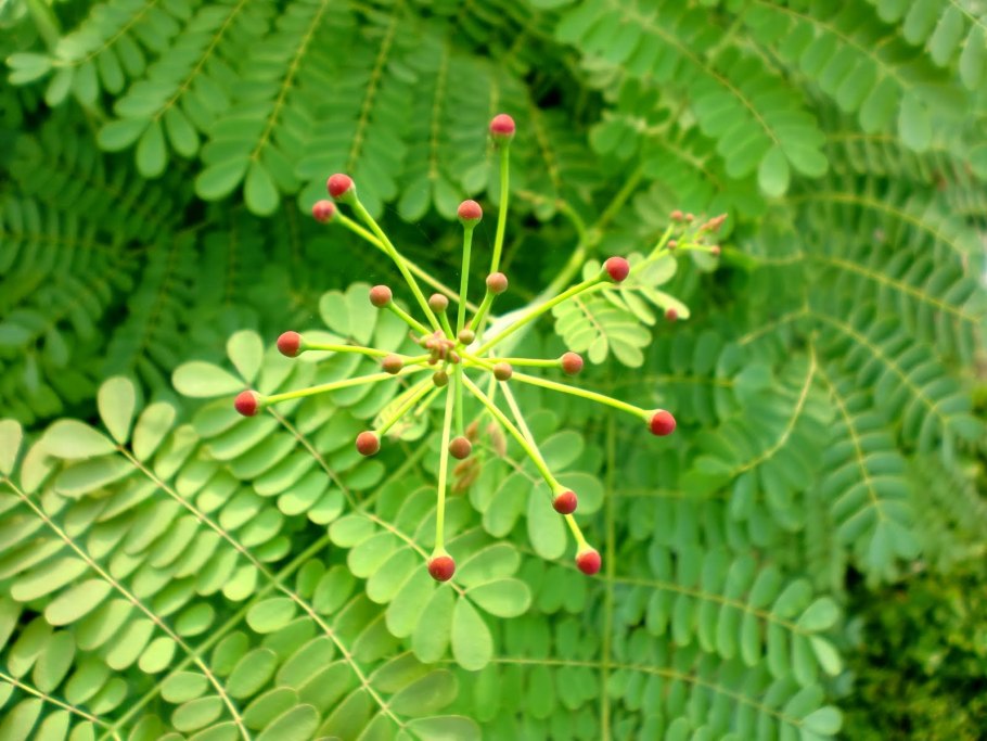 Цезальпиния Ежовая Caesalpinia echinata древесина