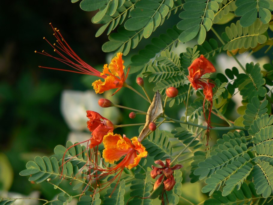 Caesalpinia echinata