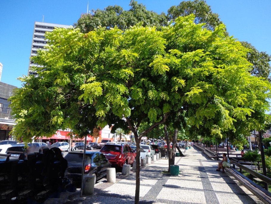 Цезальпиния Ежовая Бразилия